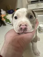 Penny , a female American Bully for sale in Huntsville, AL – 2 of 7