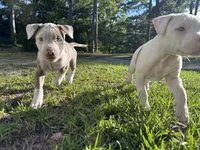 Pancake, a female American Bully for sale in Huntsville, AL – 3 of 10