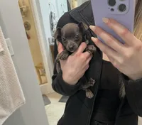 Timmy, a male Chihuahua for sale in Huntsville, AL – 7 of 7