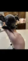 Timmy, a male Chihuahua for sale in Huntsville, AL – 3 of 7