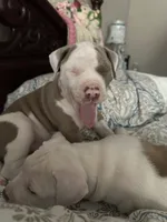 Pancake, a female American Bully for sale in Huntsville, AL – 7 of 10