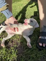 Pippin, a female American Bully for sale in Huntsville, AL – 2 of 10