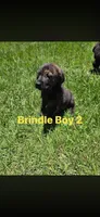 Rick, a male American Bully and English Mastiff for sale in Huntsville, AL – 4 of 7