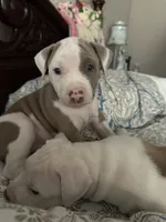 Pancake, a female American Bully for sale in Huntsville, AL – 6 of 10