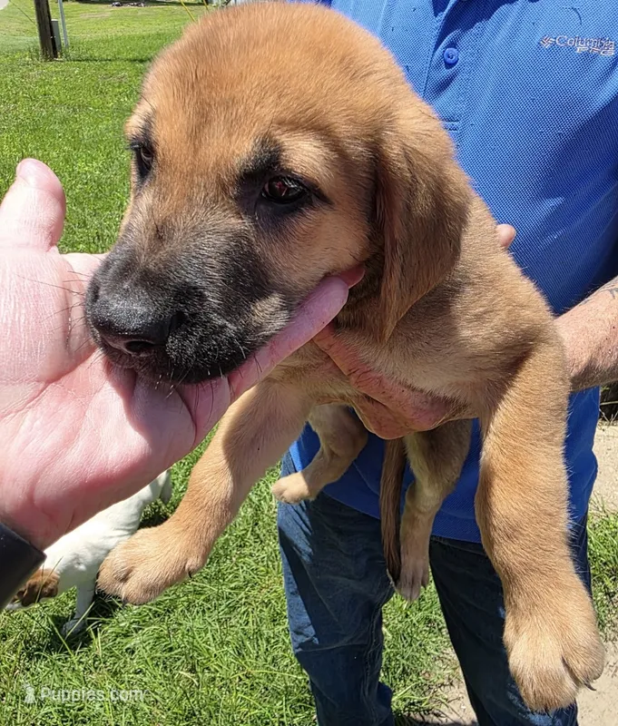 Darrell – American Bully, English Mastiff puppy for sale in Huntsville, AL