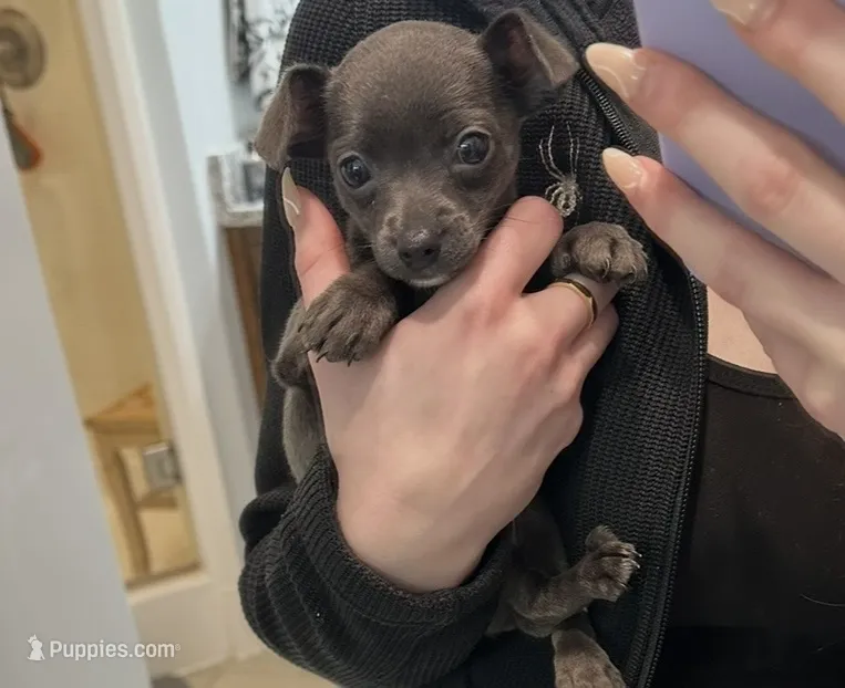 Timmy – Chihuahua puppy for sale in Huntsville, AL