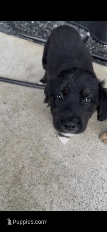 Sissy  – American Pit Bull Terrier, Labrador Retriever puppy for sale in Huntsville, AL