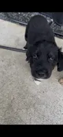 Sissy , a female American Pit Bull Terrier and Labrador Retriever for sale in Huntsville, AL – 1 of 7