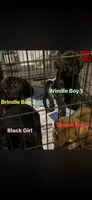 Rick, a male American Bully and English Mastiff for sale in Huntsville, AL – 7 of 7