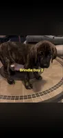 Rick, a male American Bully and English Mastiff for sale in Huntsville, AL – 3 of 7