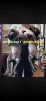 Rick, a male American Bully and English Mastiff for sale in Huntsville, AL – 6 of 7
