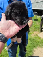 Sissy , a female American Bully and English Mastiff for sale in Huntsville, AL – 3 of 5