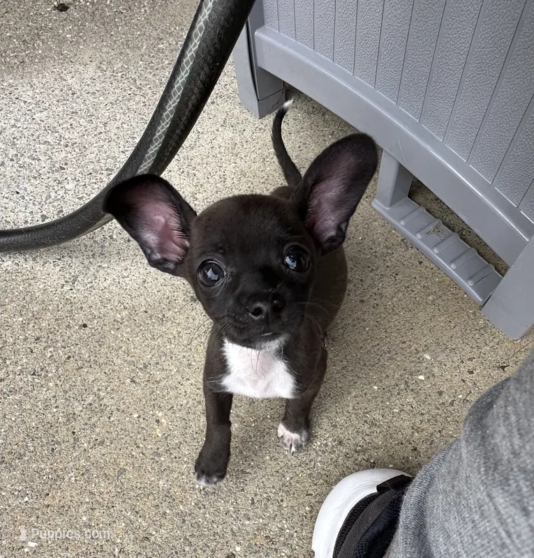 Pedro  – Chihuahua puppy for sale in Huntsville, AL