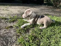 Pancake, a female American Bully for sale in Huntsville, AL – 4 of 10