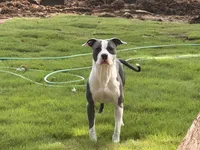Pippin, a female American Bully for sale in Huntsville, AL – 8 of 10