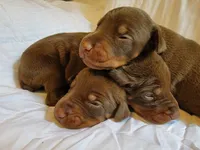 processed/3f90455f-57fa-4c37-9a16-48d67672a247/facility/d9f97ab0-4124-41e9-abcd-74e059f17760