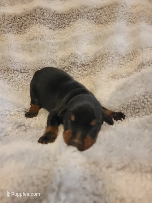 Kyra – Doberman Pinscher puppy for sale in Valley, AL