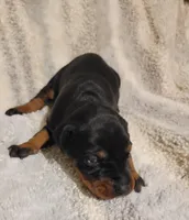 Bear, a male Doberman Pinscher for sale in Valley, AL – Photo 1 of 2