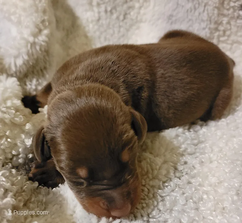 River – Doberman Pinscher puppy for sale in Valley, AL