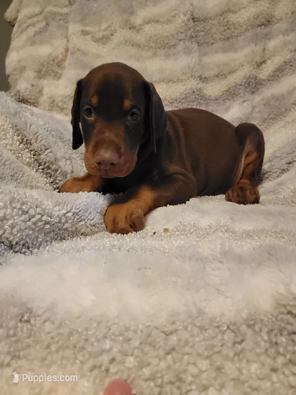 River – Doberman Pinscher puppy for sale in Valley, AL