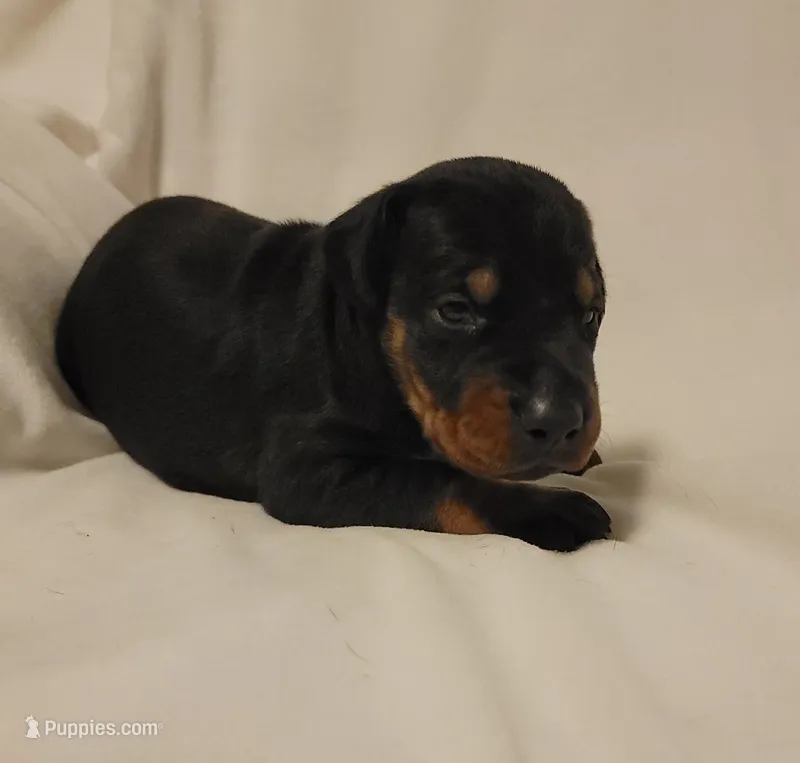 Bella – Doberman Pinscher puppy for sale in Valley, AL