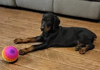Bella, a female Doberman Pinscher for sale in Valley, AL – 1 of 4