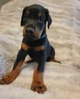 River, a male Doberman Pinscher for sale in Valley, AL – 1 of 3
