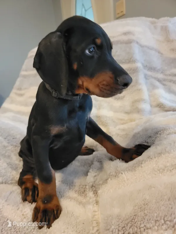 Bear – Doberman Pinscher puppy for sale in Valley, AL