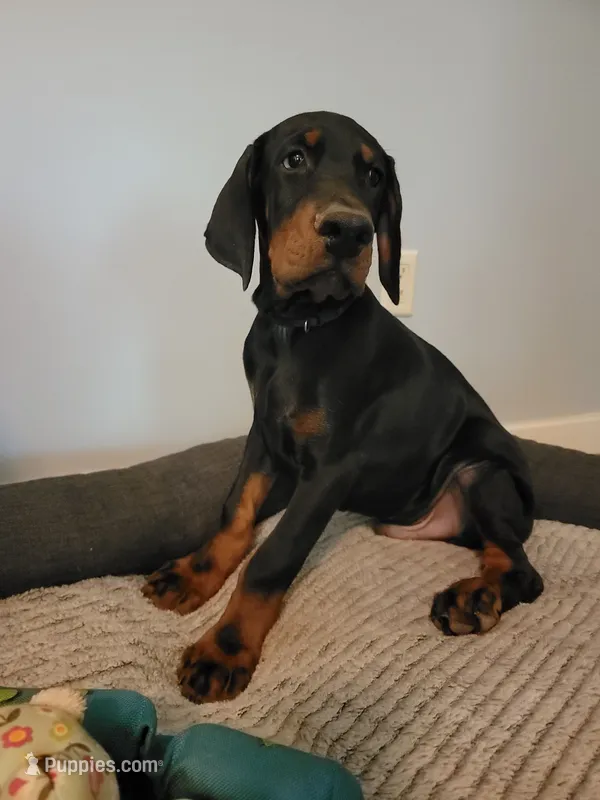 Bear – Doberman Pinscher puppy for sale in Valley, AL