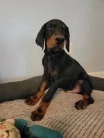 Bear, a male Doberman Pinscher for sale in Valley, AL – 1 of 3
