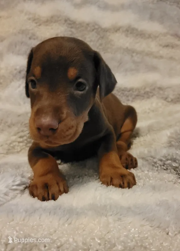 River – Doberman Pinscher puppy for sale in Valley, AL