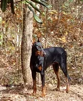 River, a male Doberman Pinscher for sale in Valley, AL – 3 of 3