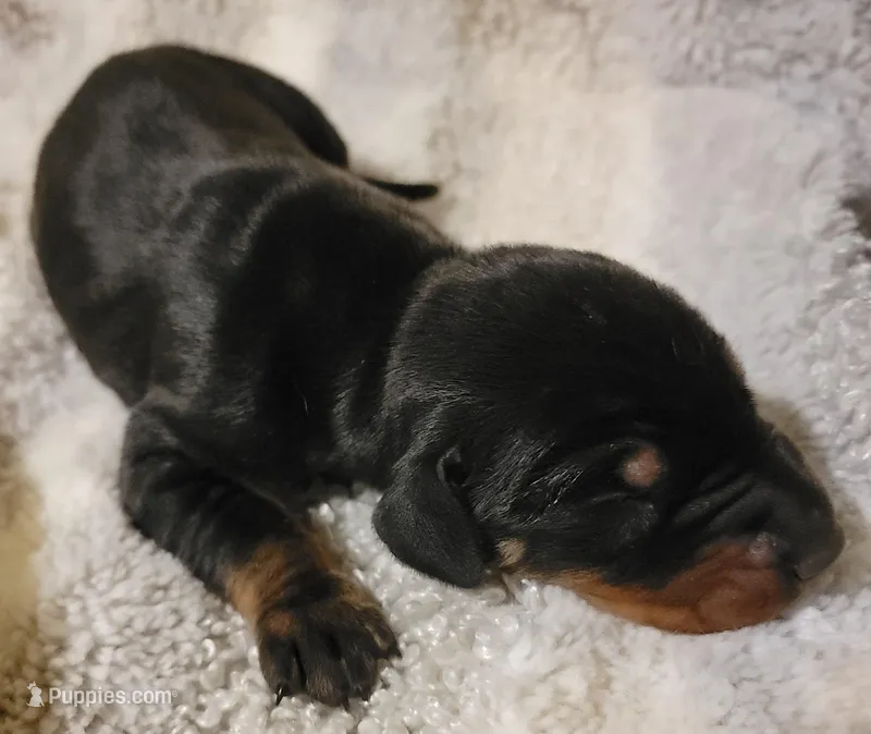 Bella – Doberman Pinscher puppy for sale in Valley, AL