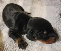 Bella, a female Doberman Pinscher for sale in Valley, AL – Photo 1 of 3
