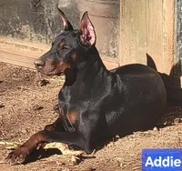 Bella, a female Doberman Pinscher for sale in Valley, AL – Photo 2 of 3