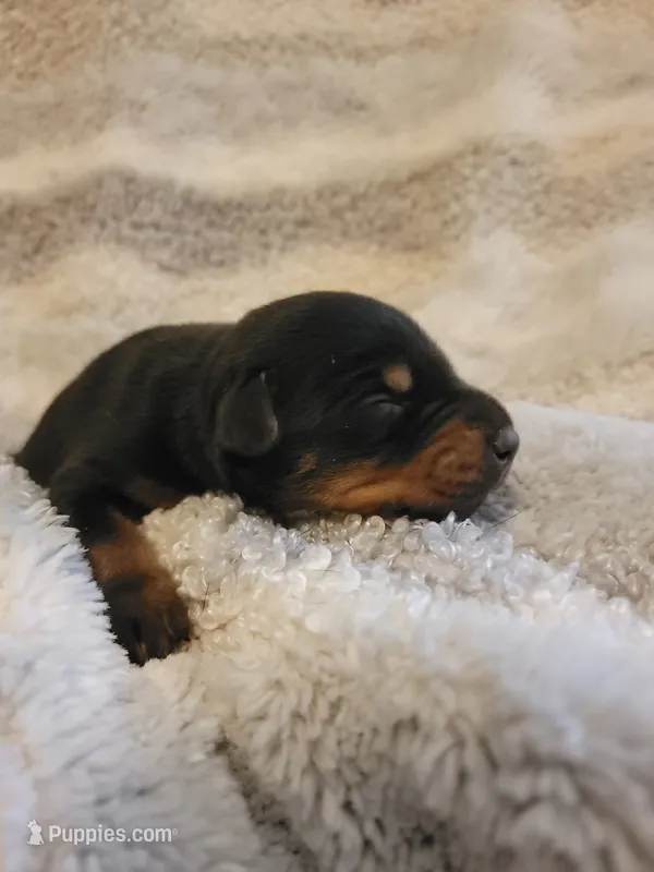 River – Doberman Pinscher puppy for sale in Valley, AL