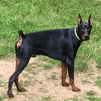 Bella, a female Doberman Pinscher for sale in Valley, AL – Photo 3 of 3
