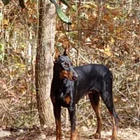 Bella, a female Doberman Pinscher for sale in Valley, AL – Photo 2 of 3