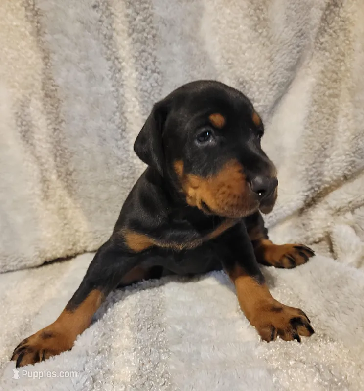 Bella – Doberman Pinscher puppy for sale in Valley, AL