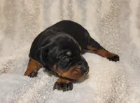 Bella, a female Doberman Pinscher for sale in Valley, AL – Photo 1 of 2