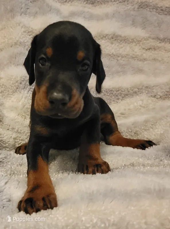 Bear – Doberman Pinscher puppy for sale in Valley, AL