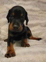 Bear, a male Doberman Pinscher for sale in Valley, AL – 1 of 3