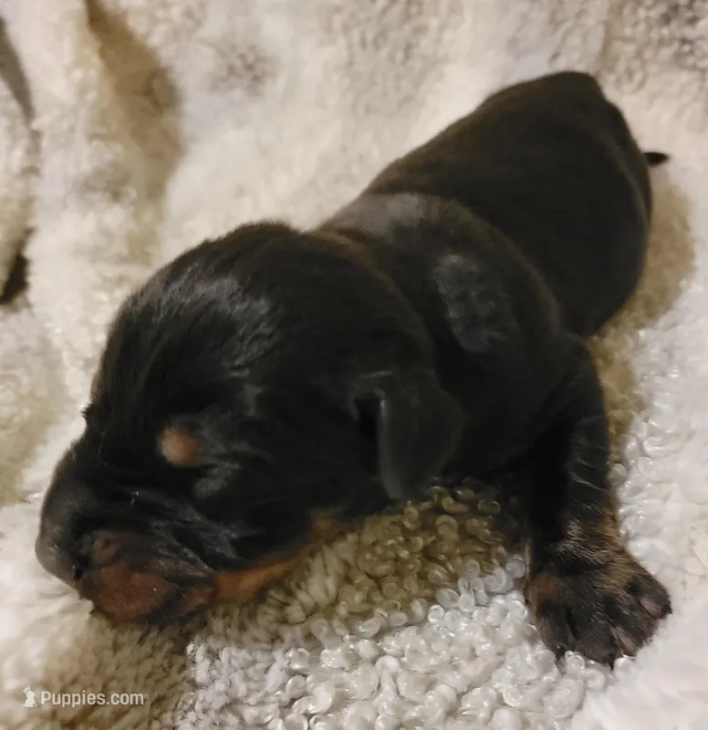 Bear – Doberman Pinscher puppy for sale in Valley, AL