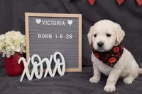 Luna’s Victoria, a female English Cream Golden Retriever for sale in Eaton Rapids, MI – Photo 1 of 3