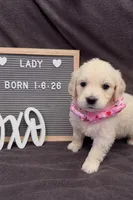 Luna’s Lady, a female English Cream Golden Retriever for sale in Eaton Rapids, MI – Photo 1 of 3