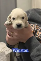 processed/3f91bfee-4e4e-4960-b3e7-289d222f0dcd/listing/55c3ddab-4801-4a2f-af35-cb2d25c7a86b/59d858eb-4113-421b-8c00-611eba56c1a9