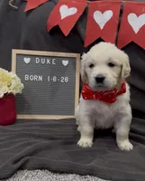 Luna’s Duke, a male English Cream Golden Retriever for sale in Eaton Rapids, MI – Photo 1 of 3