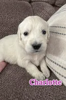 processed/3f91bfee-4e4e-4960-b3e7-289d222f0dcd/listing/7a978f9f-f30a-4510-937d-98c624fb033f/23dc8bd5-beea-4c3c-b977-13514c5d23ca