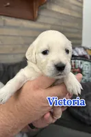 processed/3f91bfee-4e4e-4960-b3e7-289d222f0dcd/listing/7a978f9f-f30a-4510-937d-98c624fb033f/c2817aa5-12f4-4706-8a17-66f84f34f514