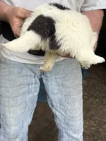 Boy #3, a male Great Pyrenees and Newfoundland for sale in Avon, MN – 3 of 6